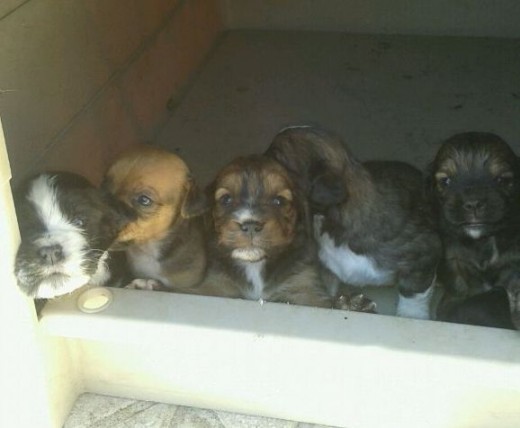 CACHORRITOS EN ADOPCION CACHORRITOS EN ADOPCION